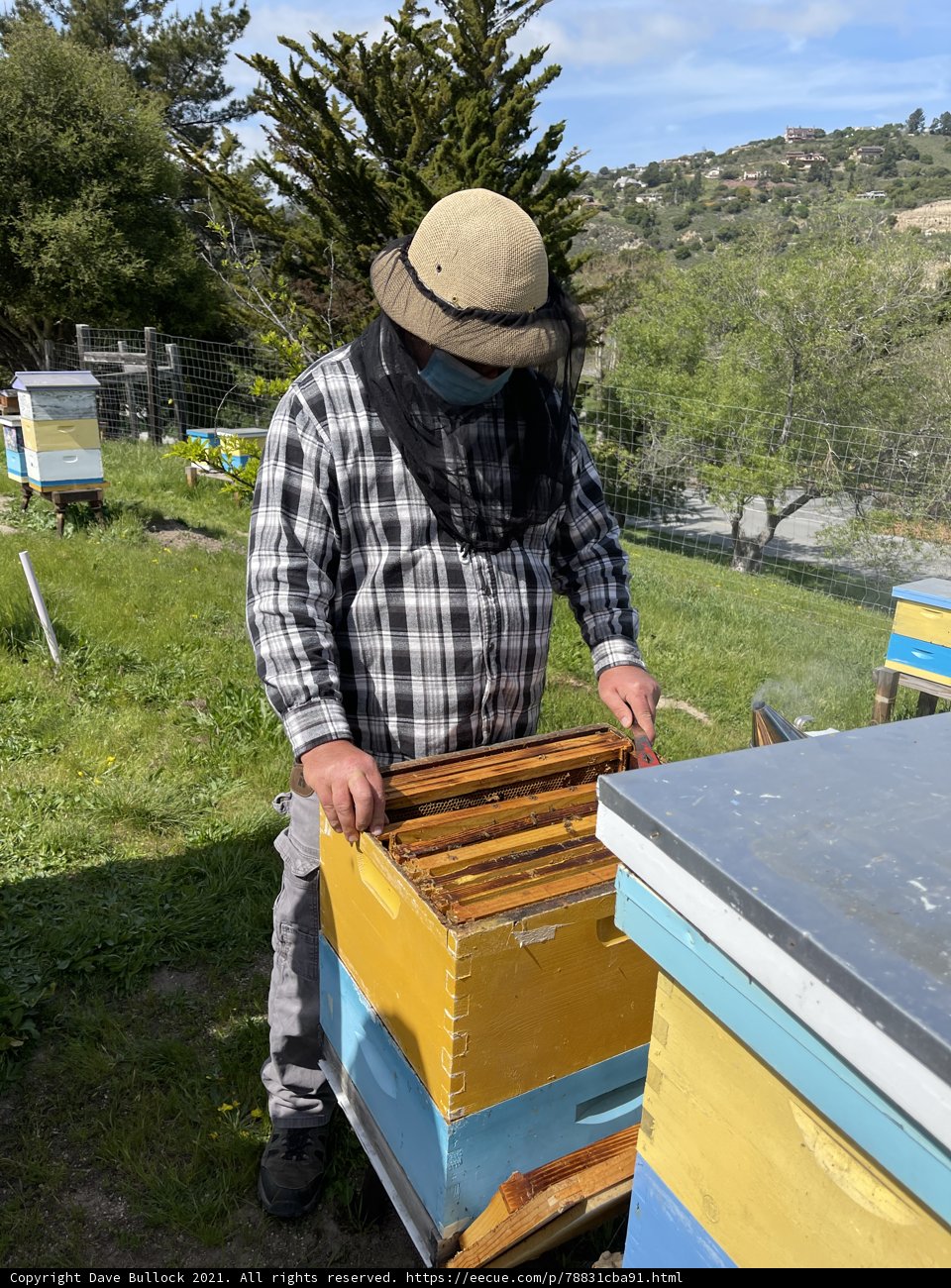 A Beekeeper in Action