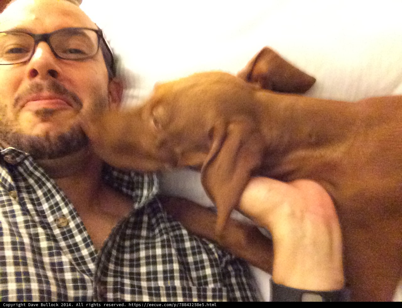 Man's Best Friend