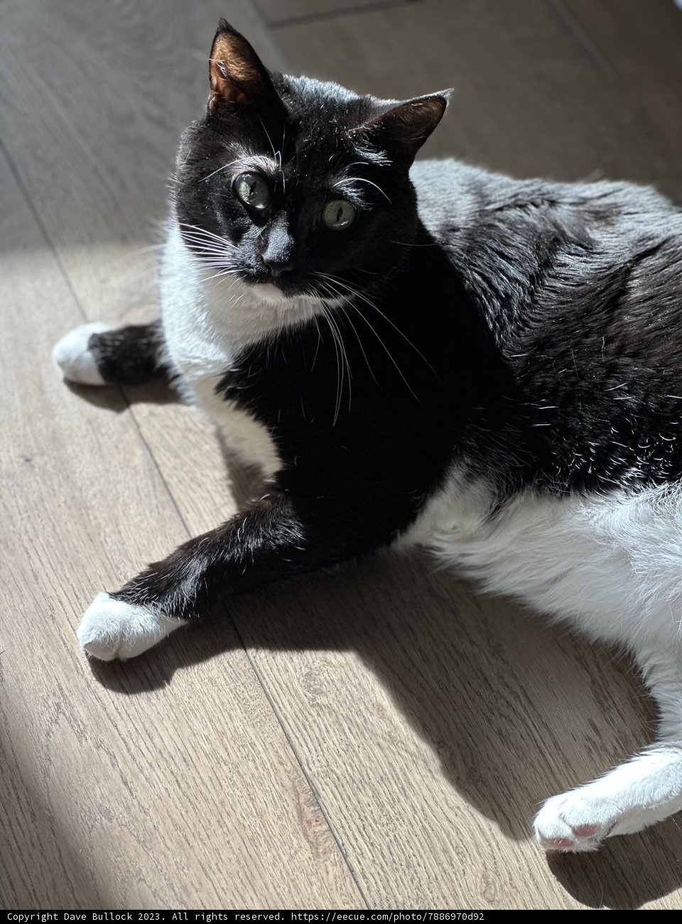 Resting on Hardwood