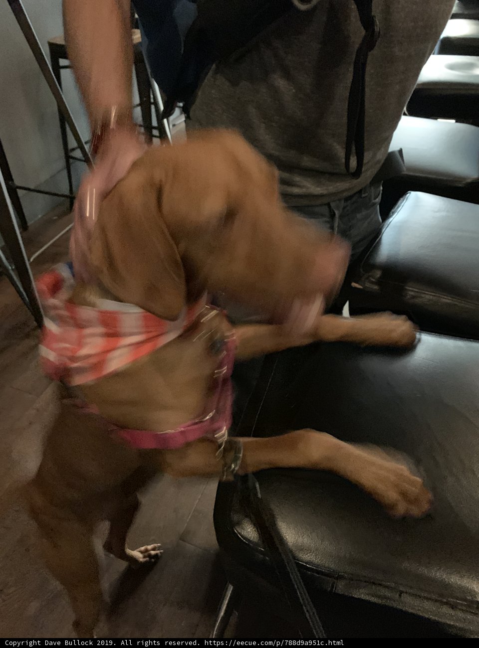 Stylish Pup in the City