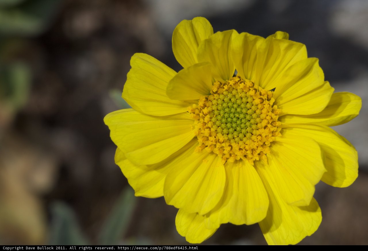 The Bright Yellow Daisy