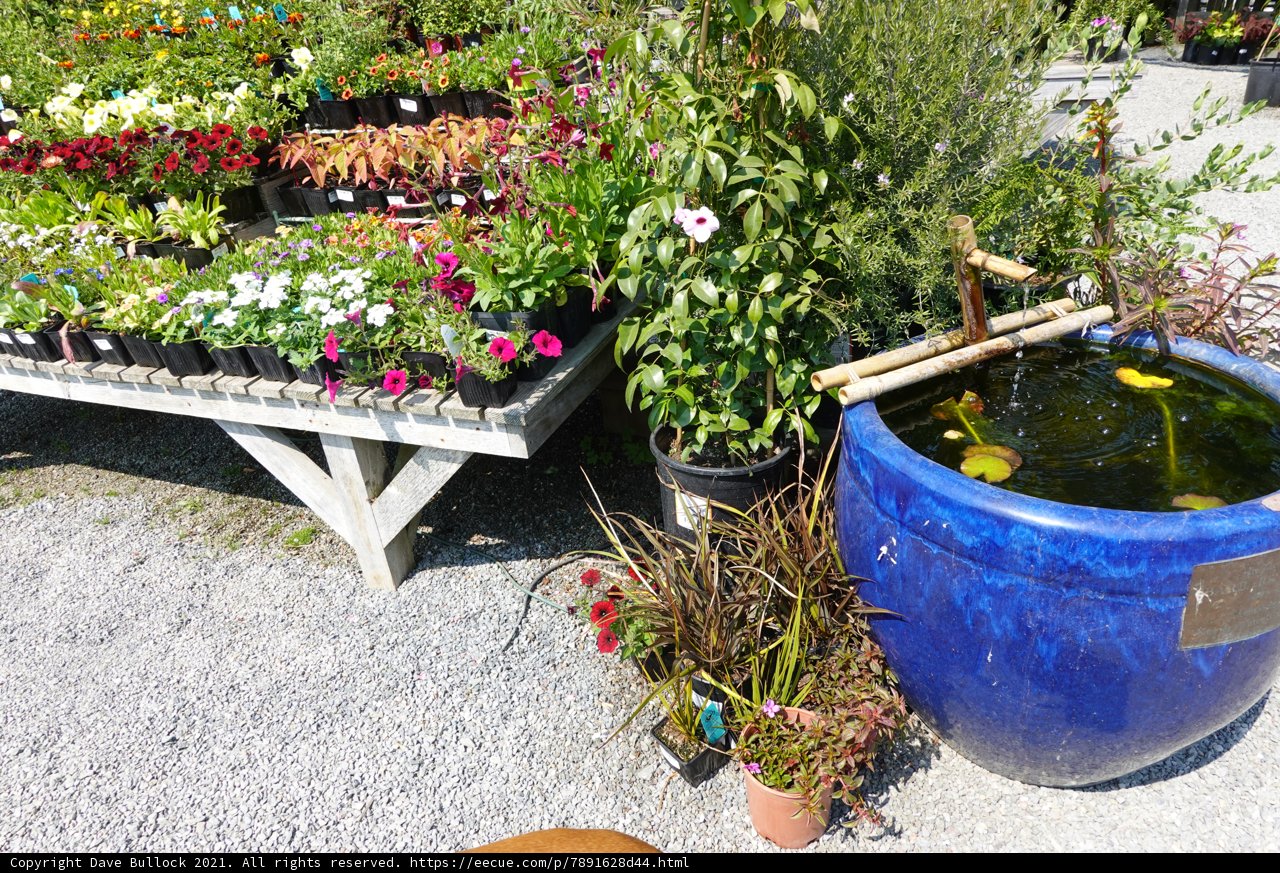 The Blue Fish Pot