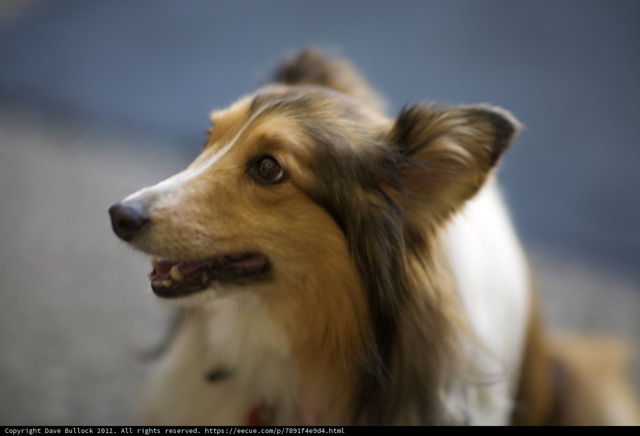 Long-Faced Collie