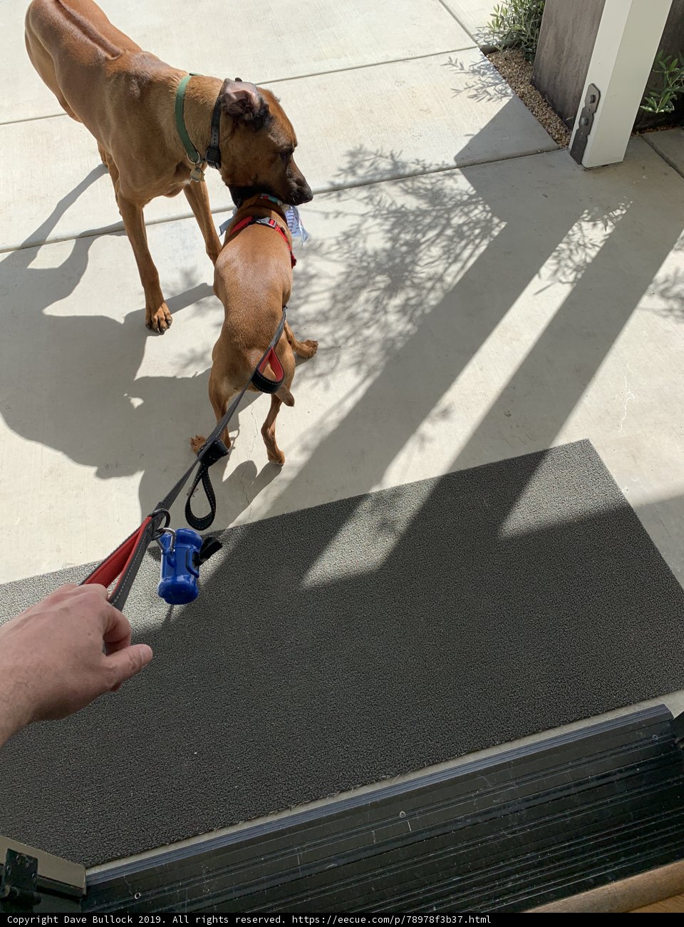 Walking with My Furry Buddy