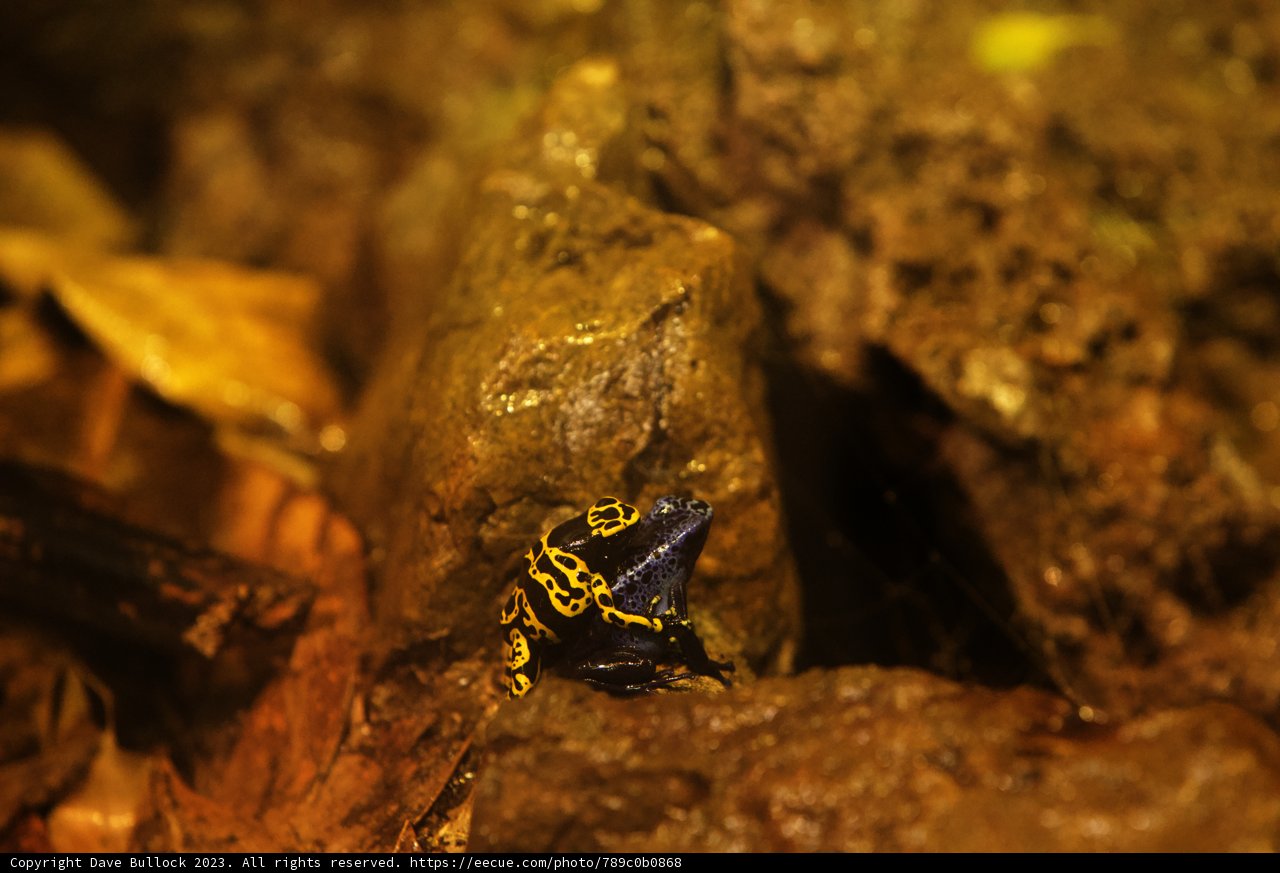 Amphibian Affair at Oakland Zoo