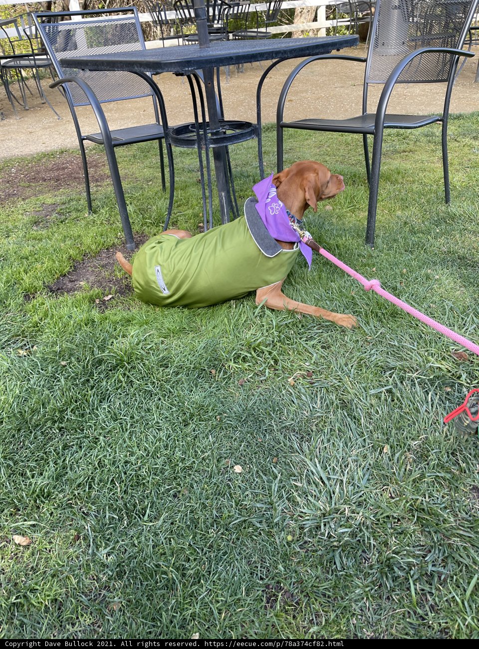 Stylish Pup in Green Coat Enjoying Outdoors