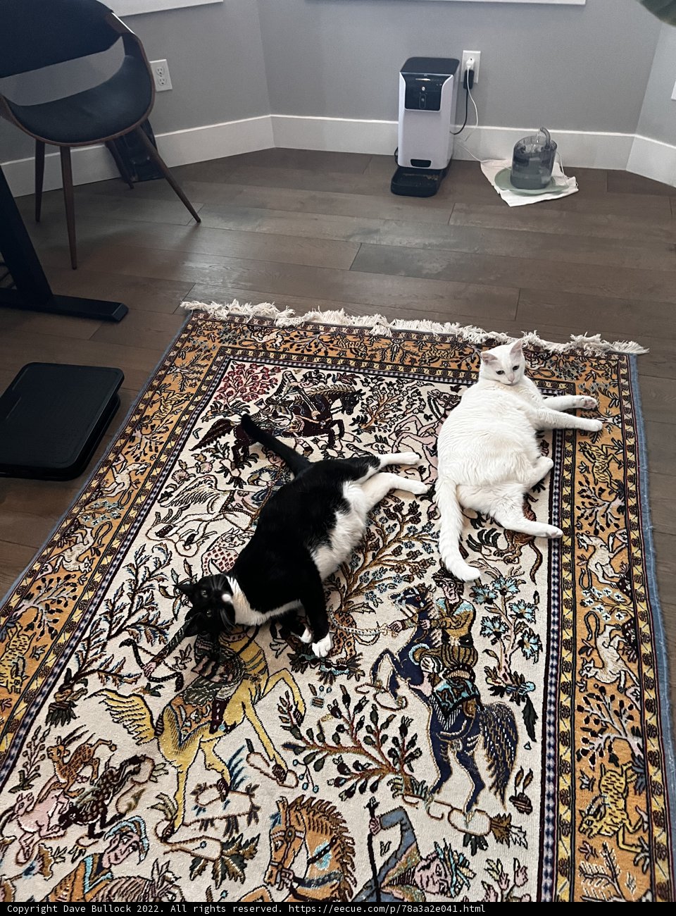 Cozy Cats on Wooden Rug