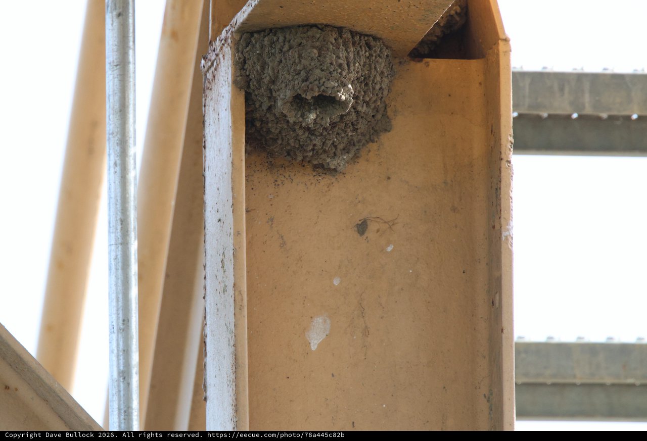 Mud Swallow Nest on Wooden Beam Structure