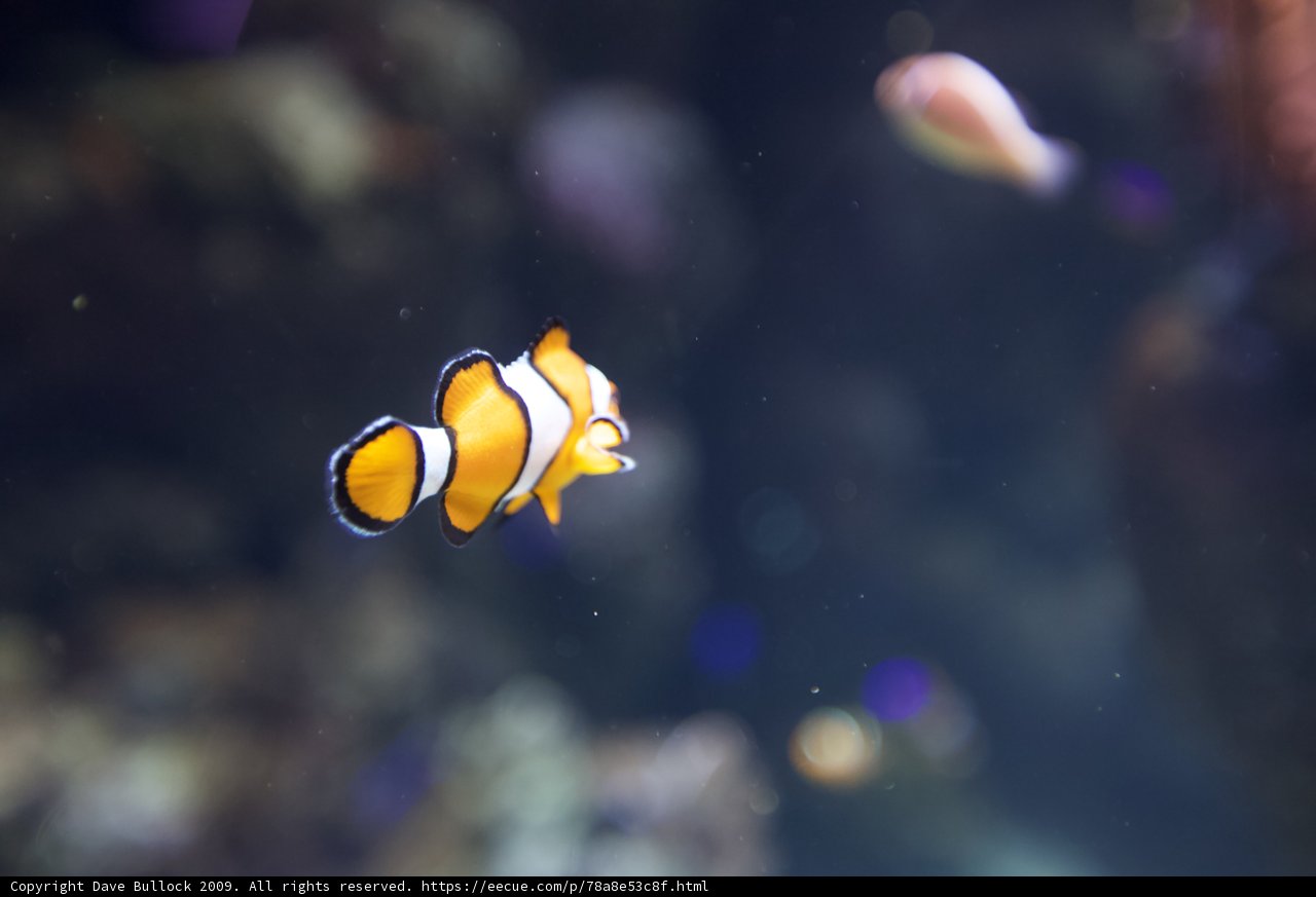 Under the Sea with a Clown Fish