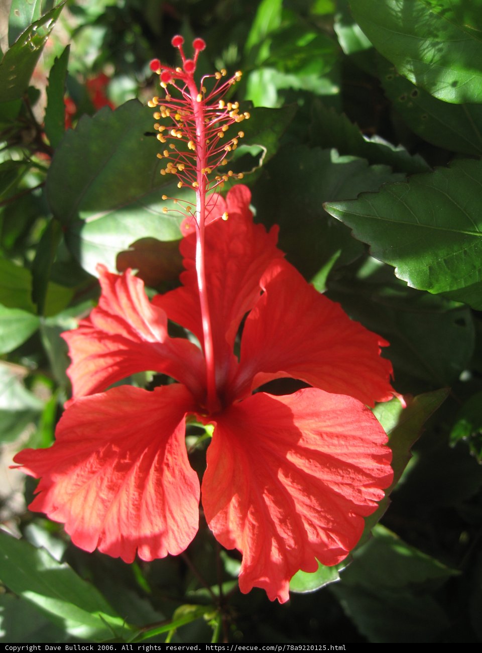 Crimson Beauty