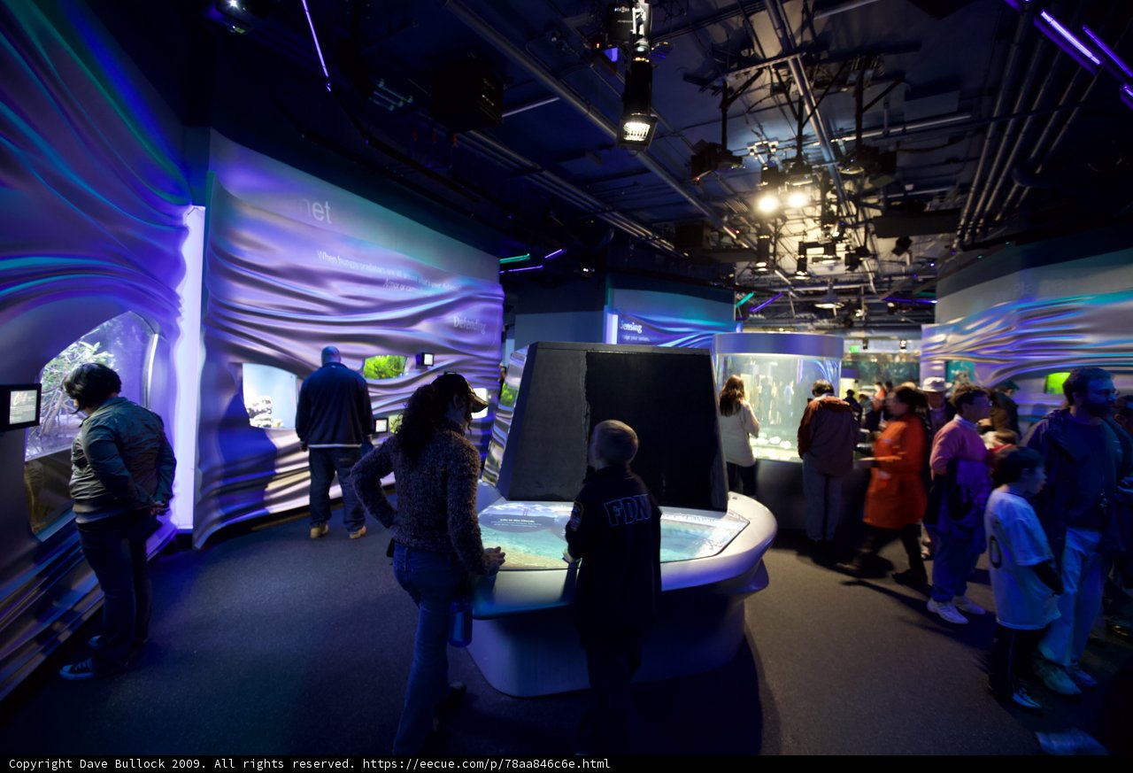 Blue-Lit Aquarium Exhibit Captivates Visitors