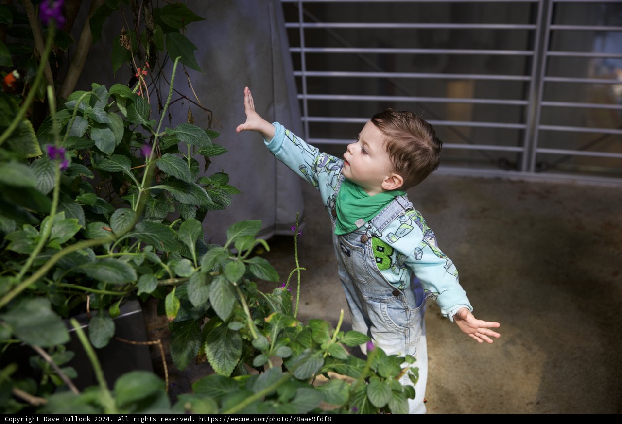 The Young Botanist