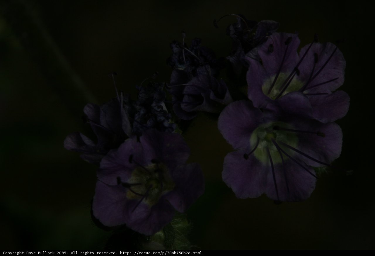 Twilight Blooms