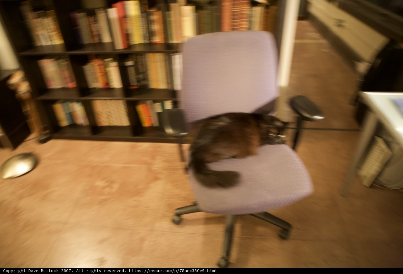 A Feline Reader