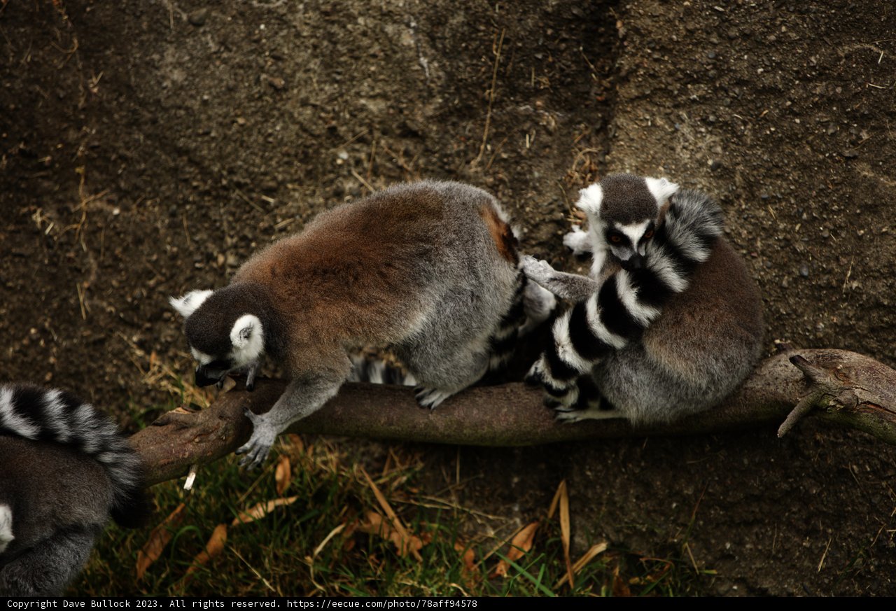 Lemur Luncheon on a Limb
