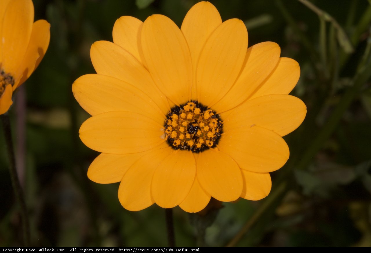 Sunny Blooms
