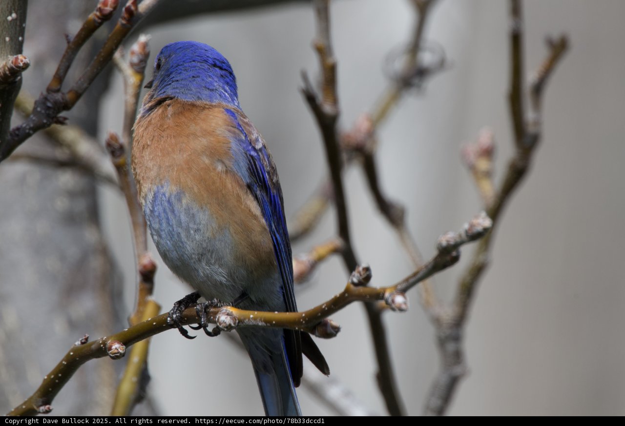 Tranquil Perch