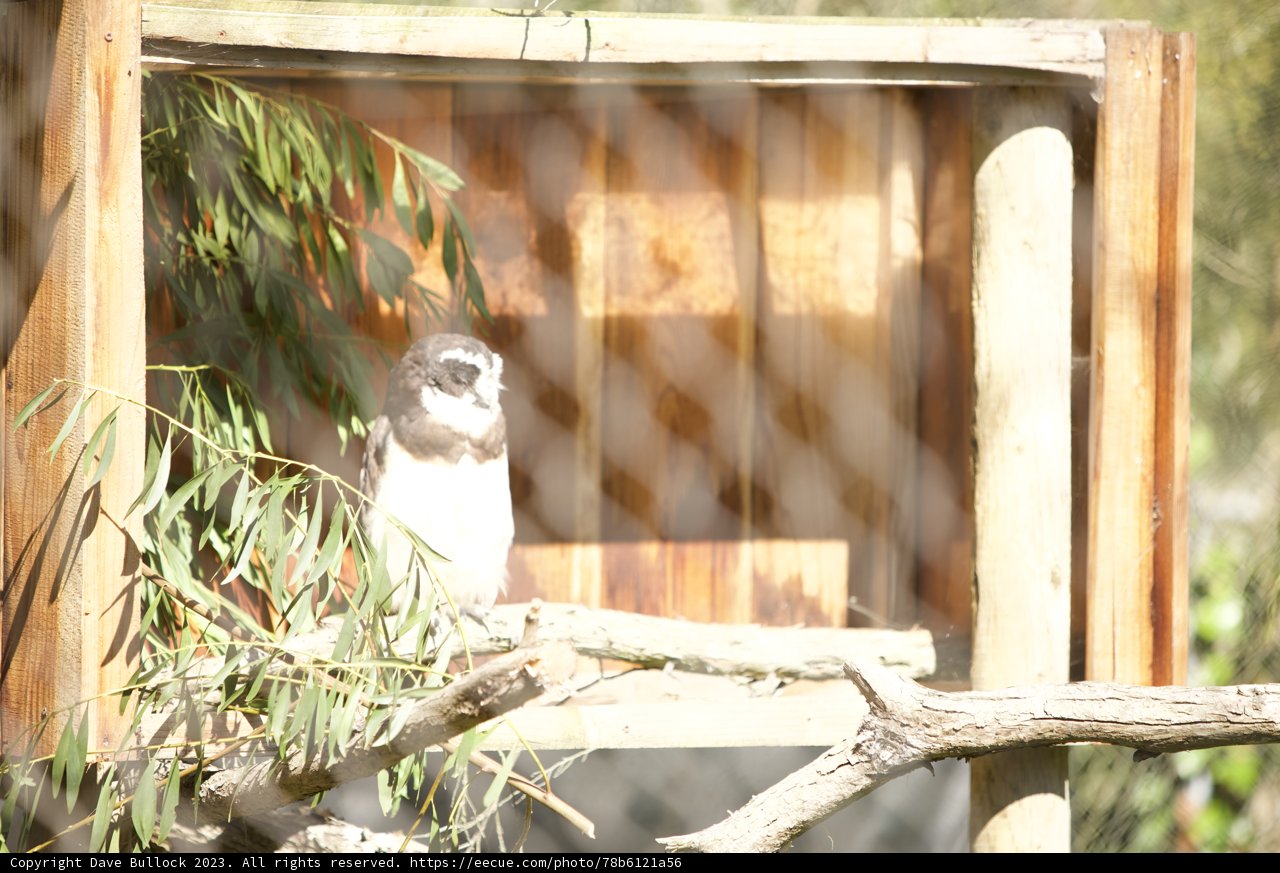 Feathered Friend in a Cozy Nook