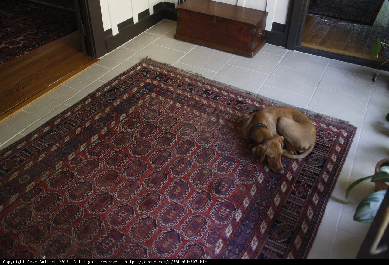 Comfy Canine on Hardwood Rug