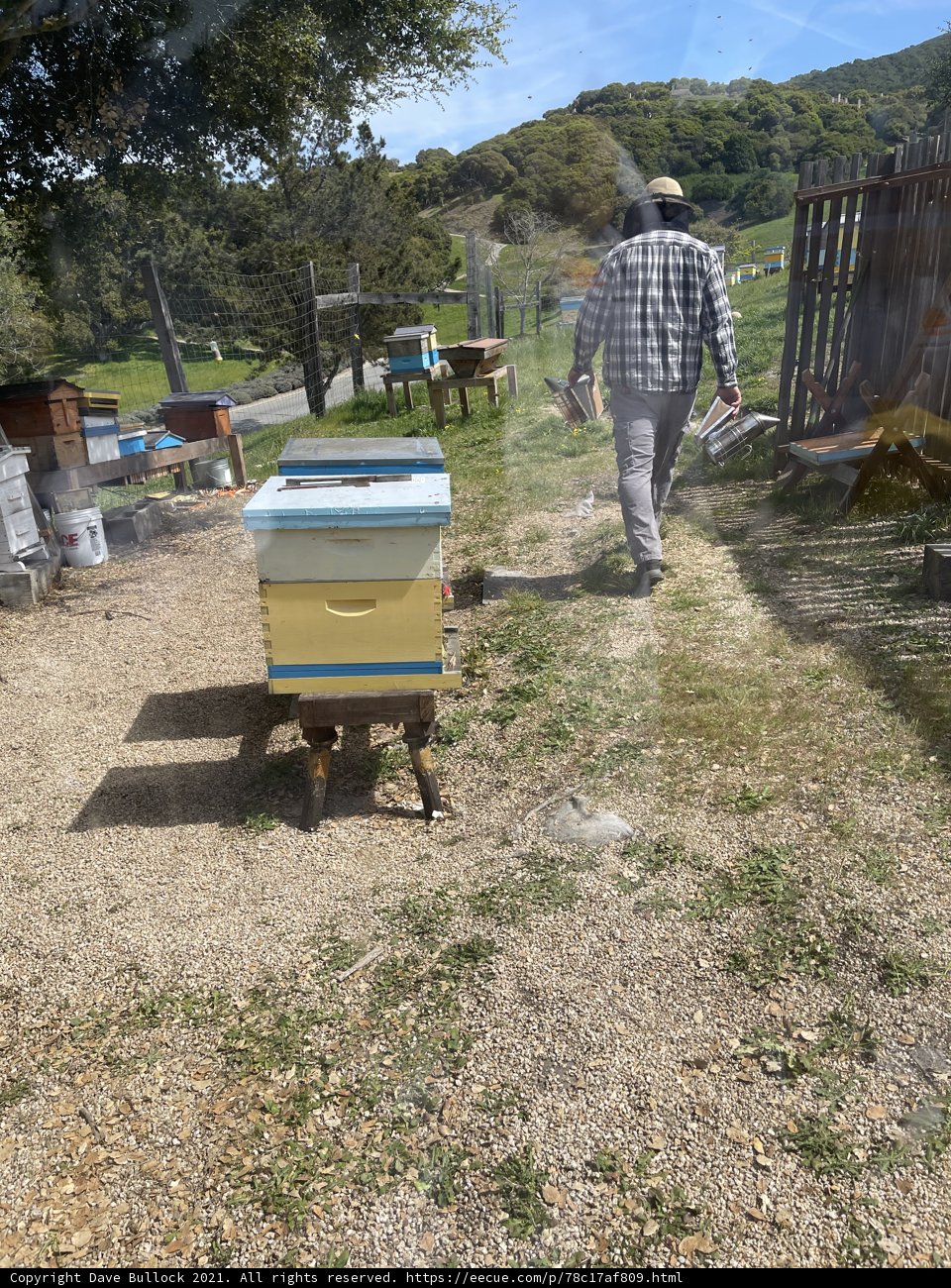 Beekeeping in the California Countryside