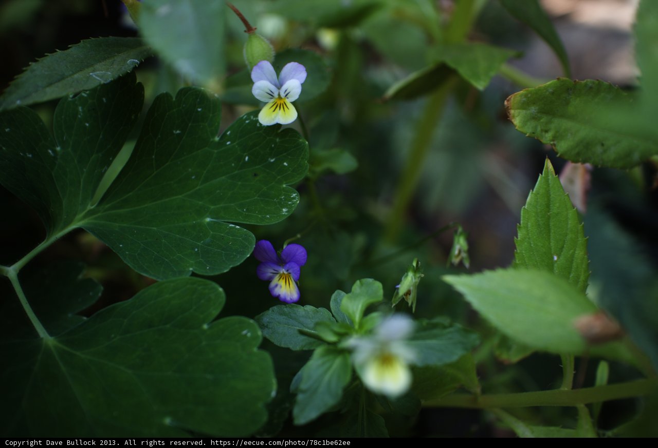 Blooms in Shades of Purple and Yellow
