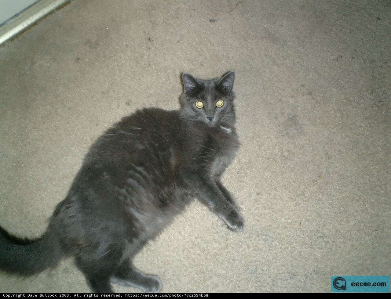 Resting Feline