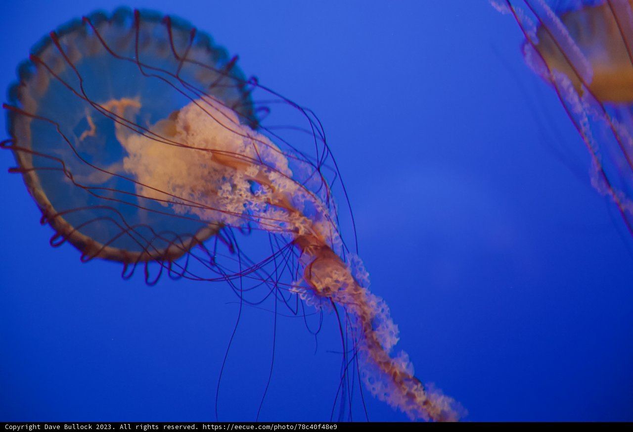 Ethereal Beauty Beneath the Waves