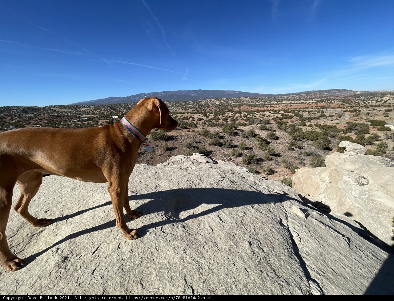 Vizsla on the Edge