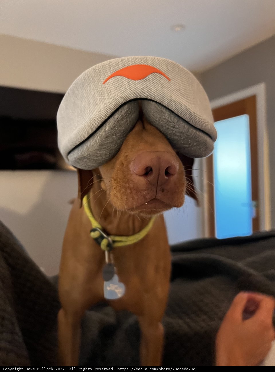 Stylish Canine