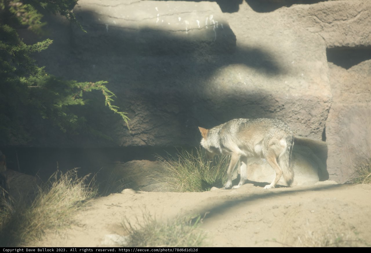 The Lone Wanderer of San Francisco Zoo