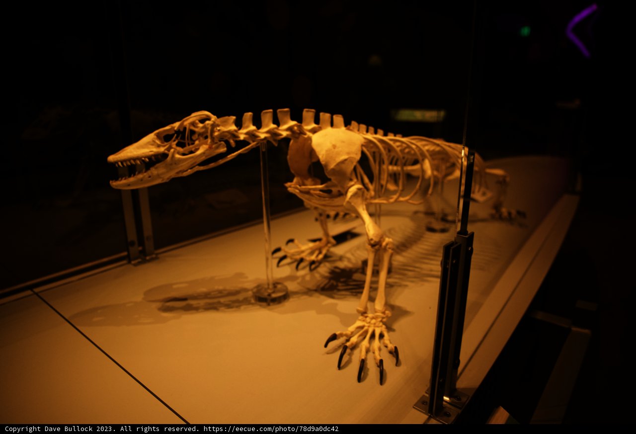 Majestic Dinosaur Skeleton at California Academy of Sciences