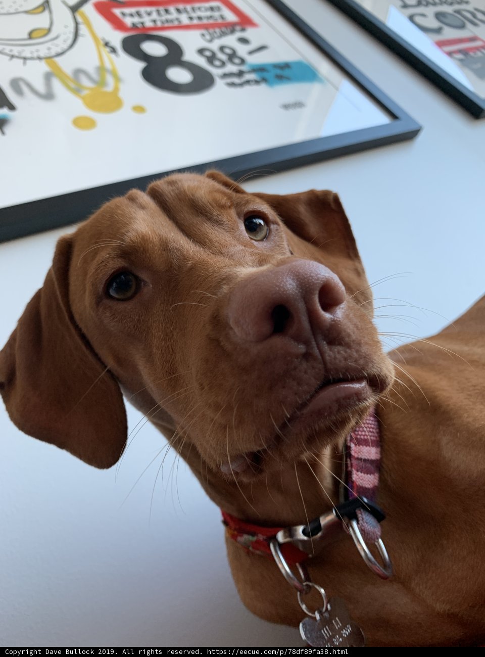 Red Collar Hound Takes a Table Break