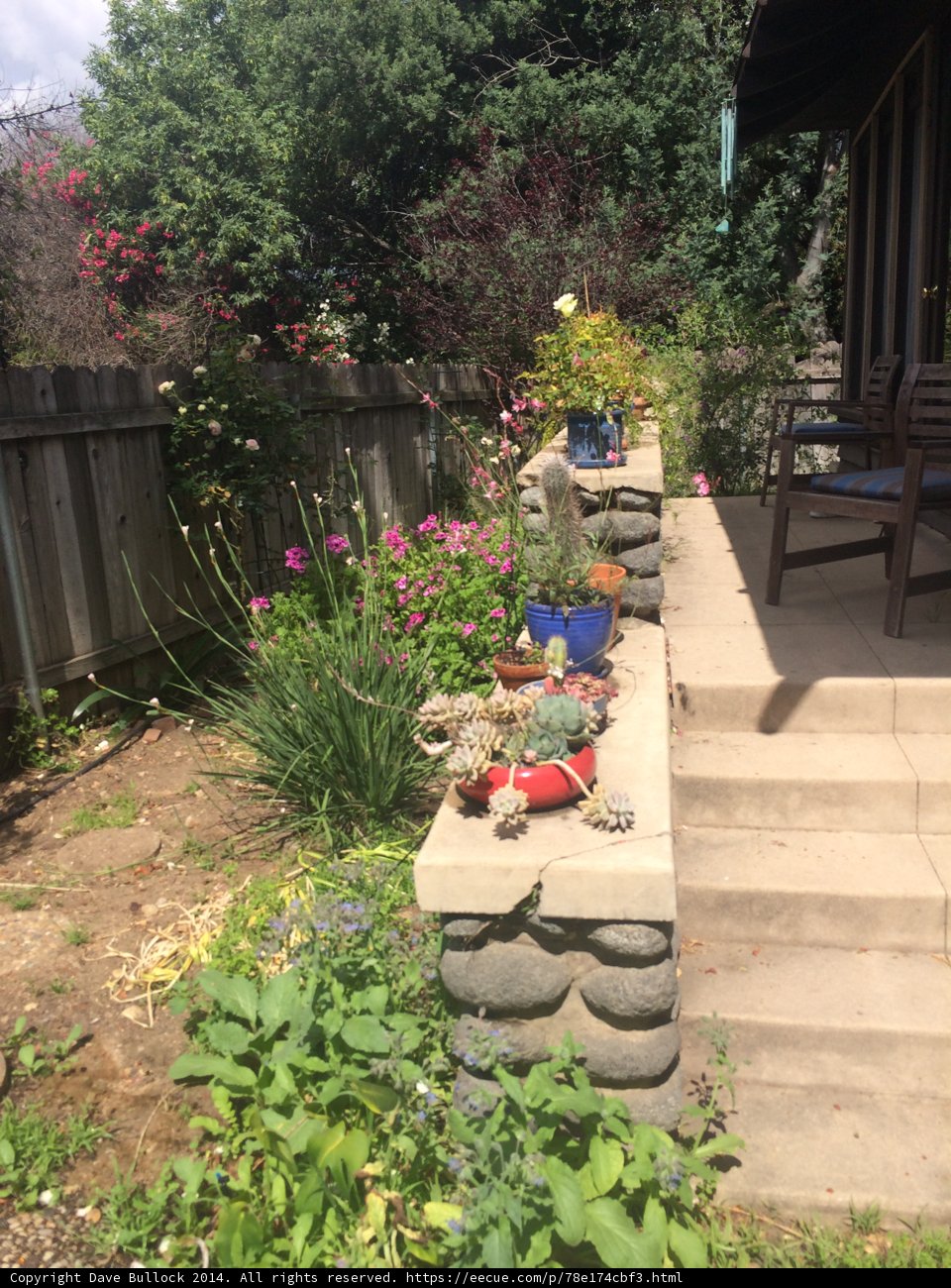 Backyard Oasis