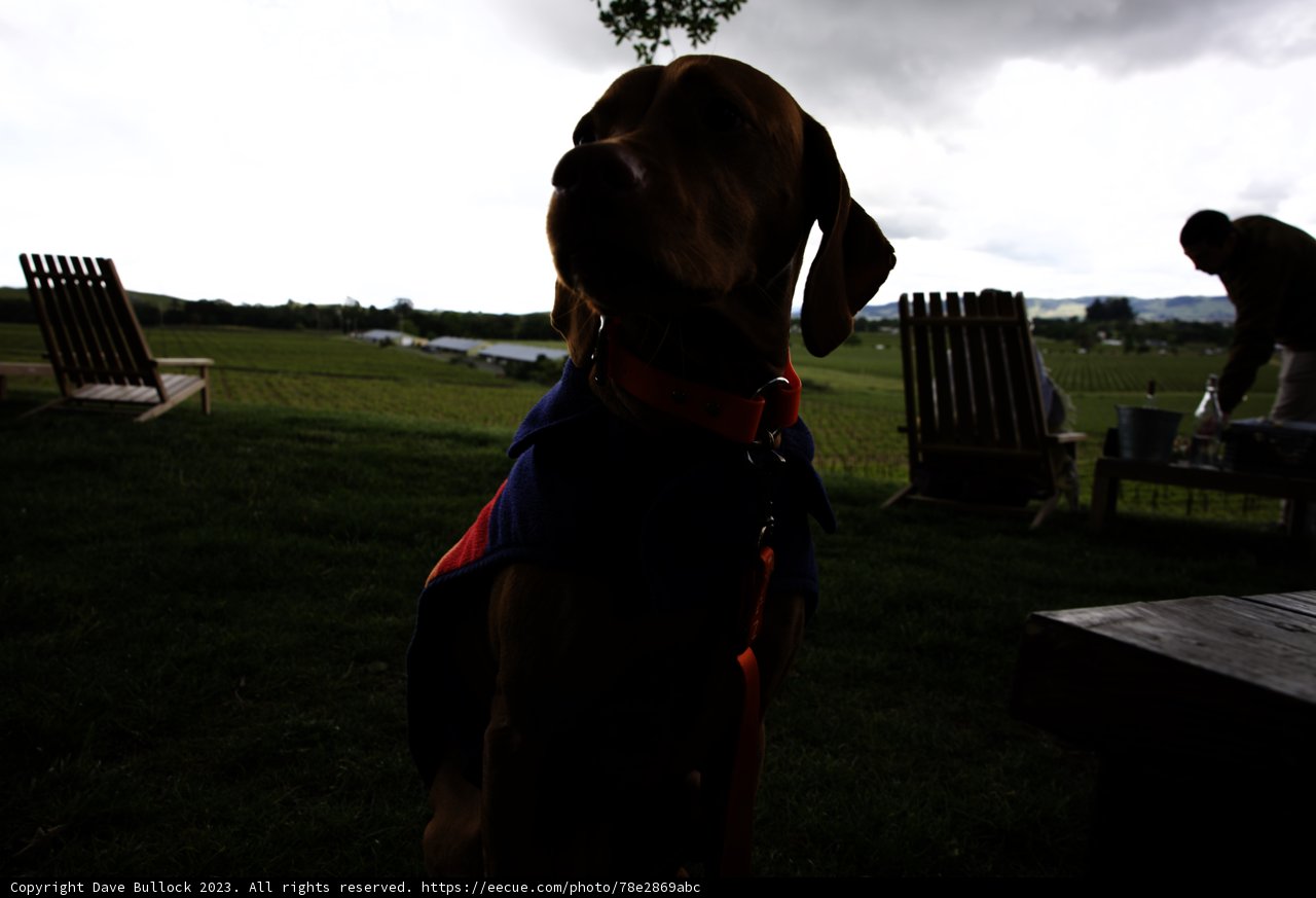 Stylish Canine Companion at Scribe Winery