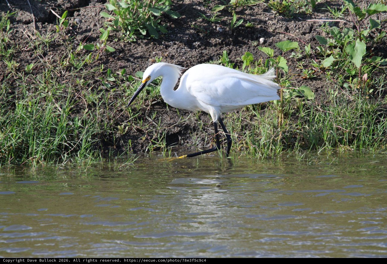 Snowy Egret Hunting in Shallow Wetland Waters