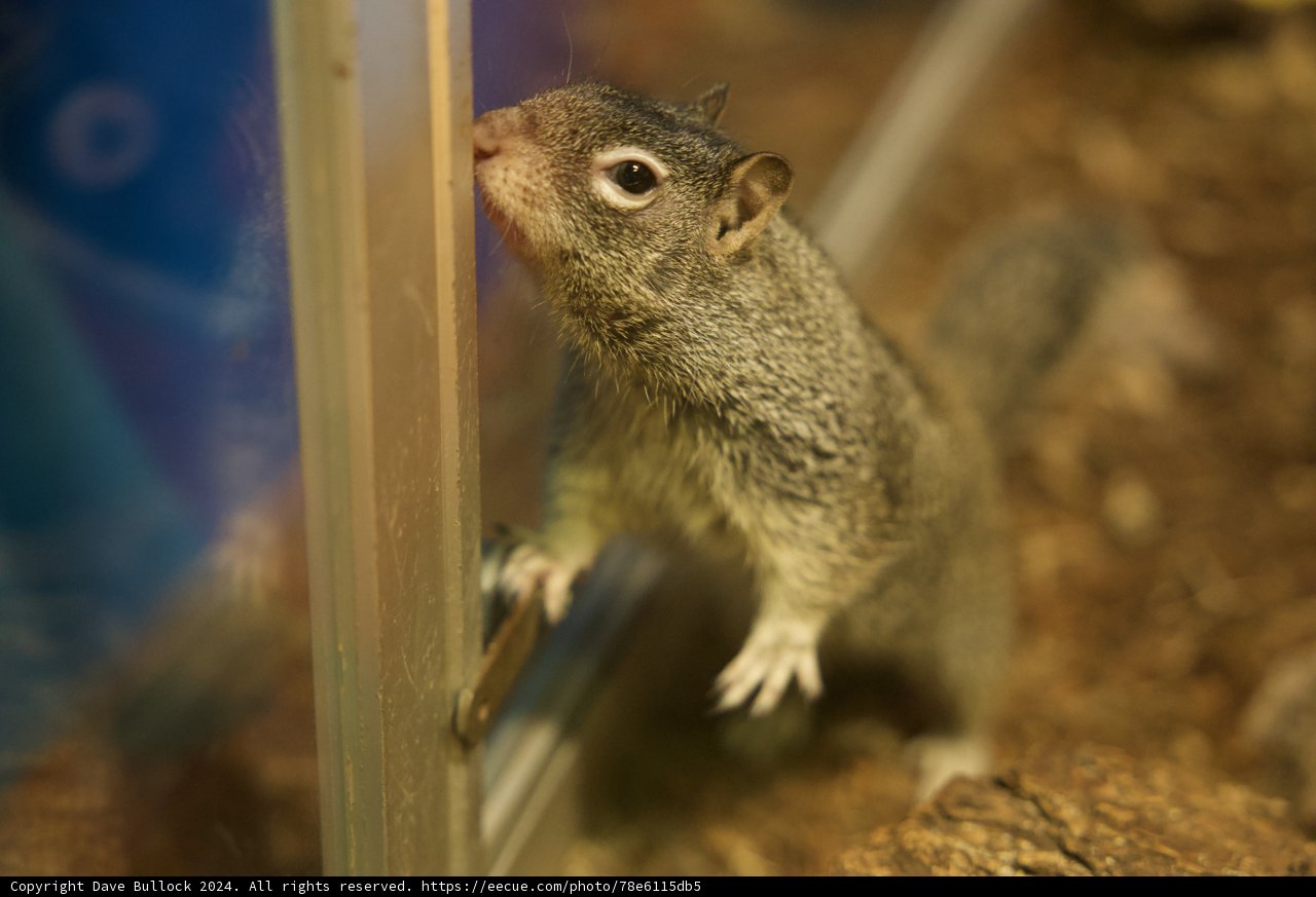 Curious Critter at the Bay