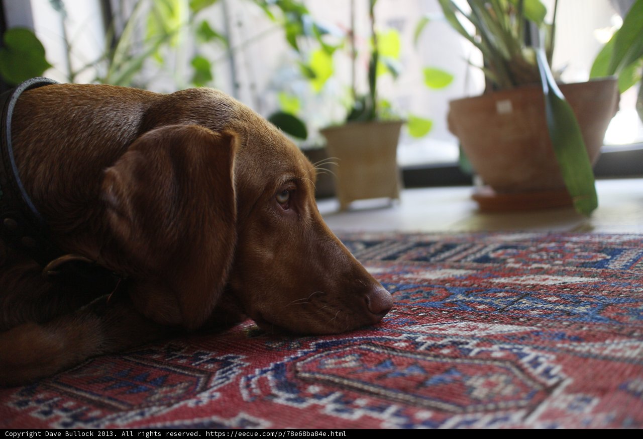 Hound Relaxing by the Window