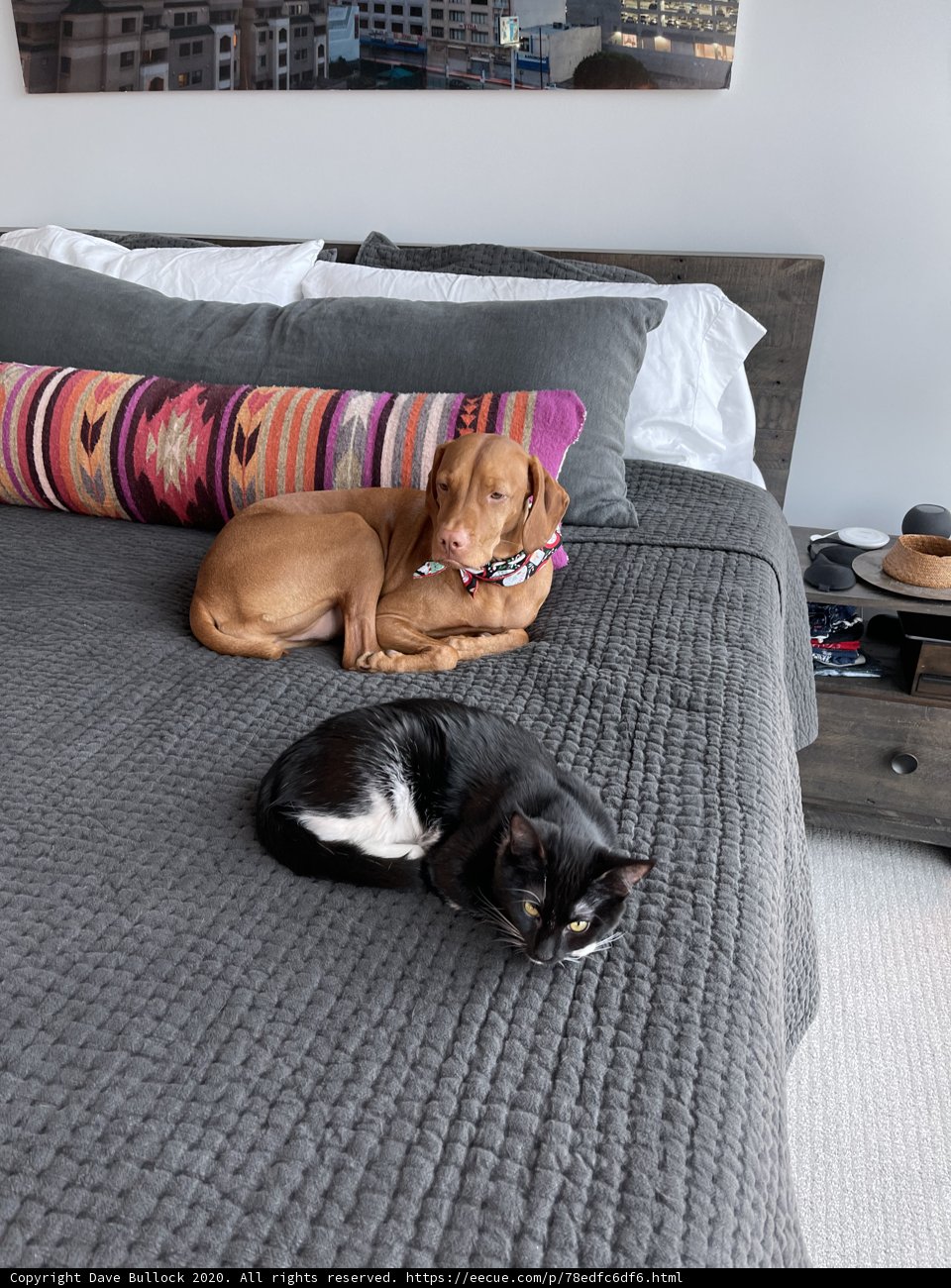 Furry Friends on a Cozy Bed
