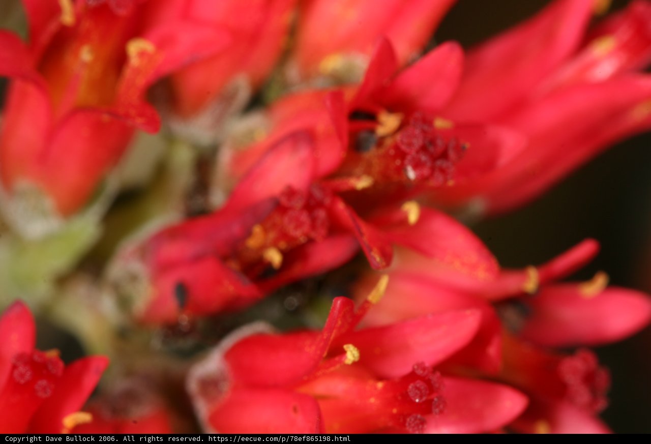 Buzzing Begonias