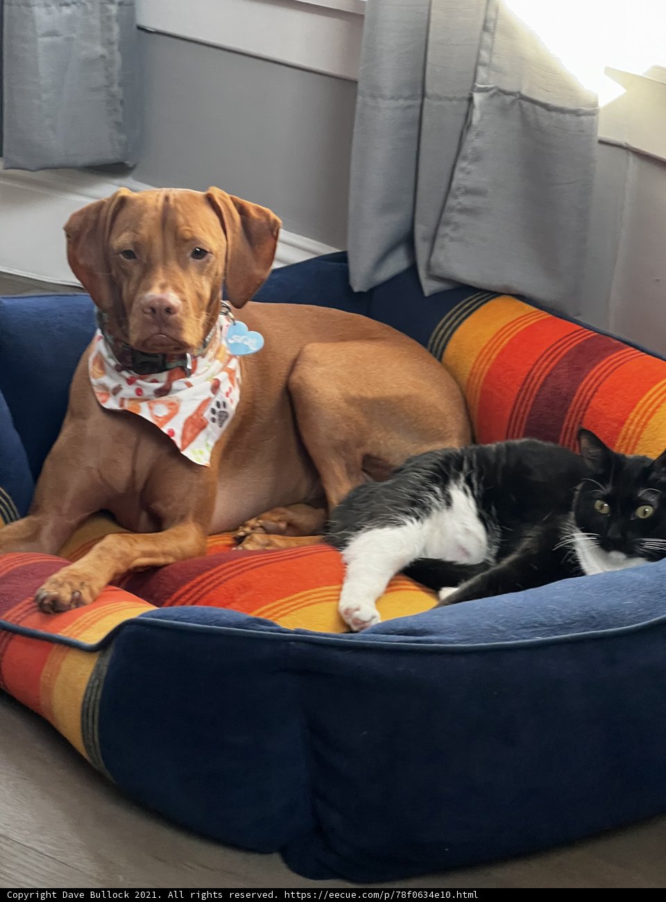 Companionship on the Couch