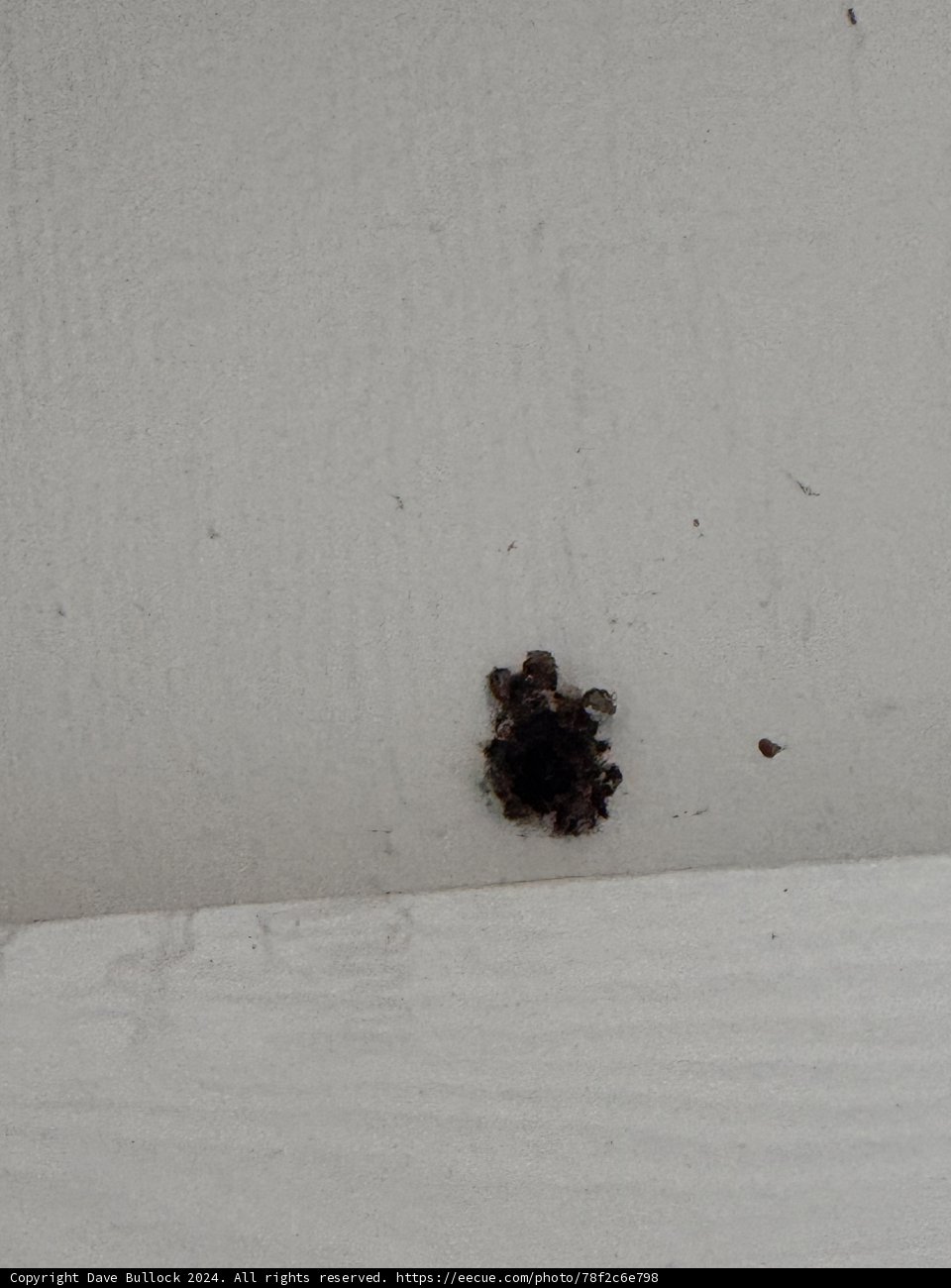 Mysterious Wall Dweller