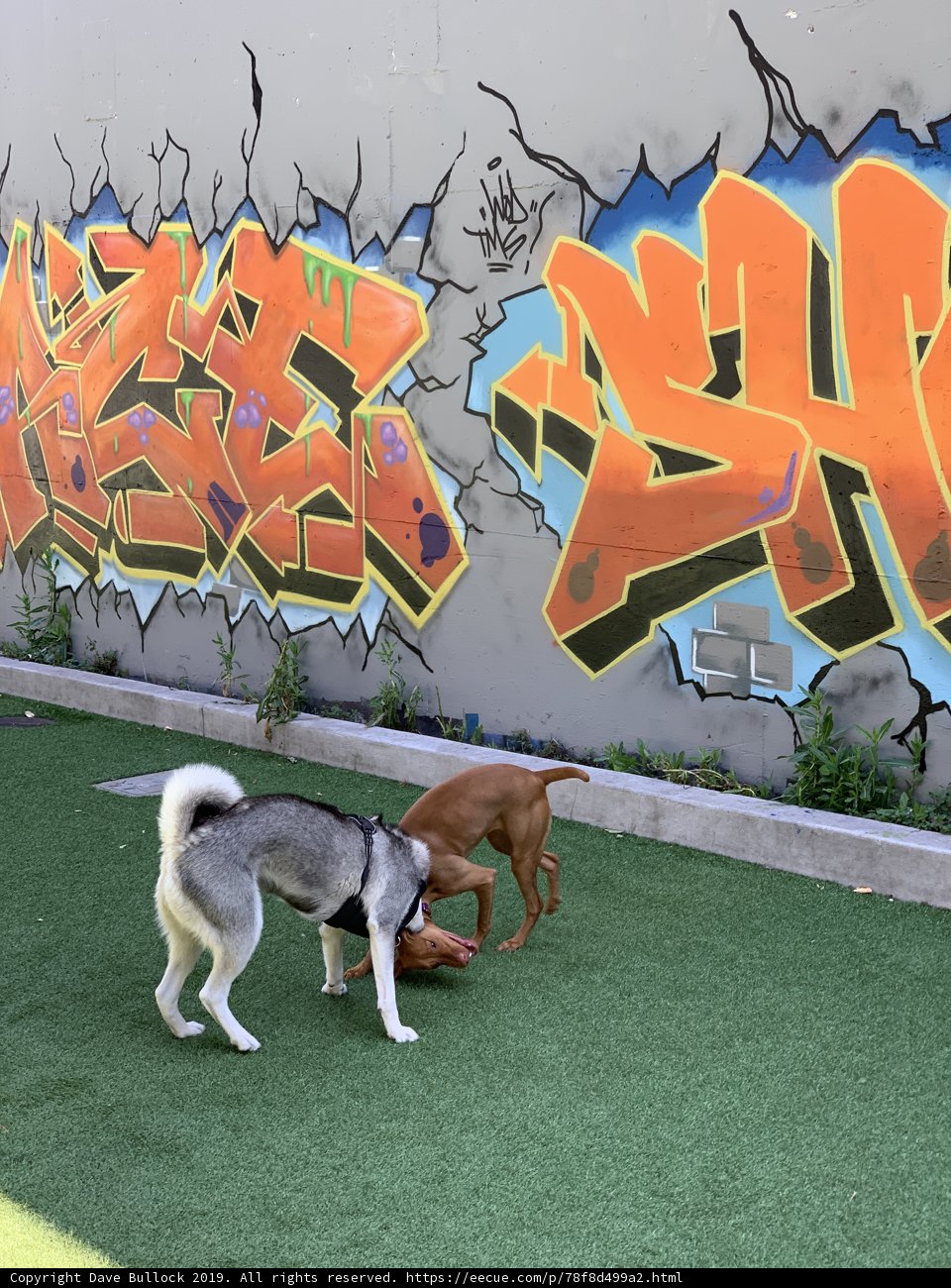 Playful Pups in Graffiti Land