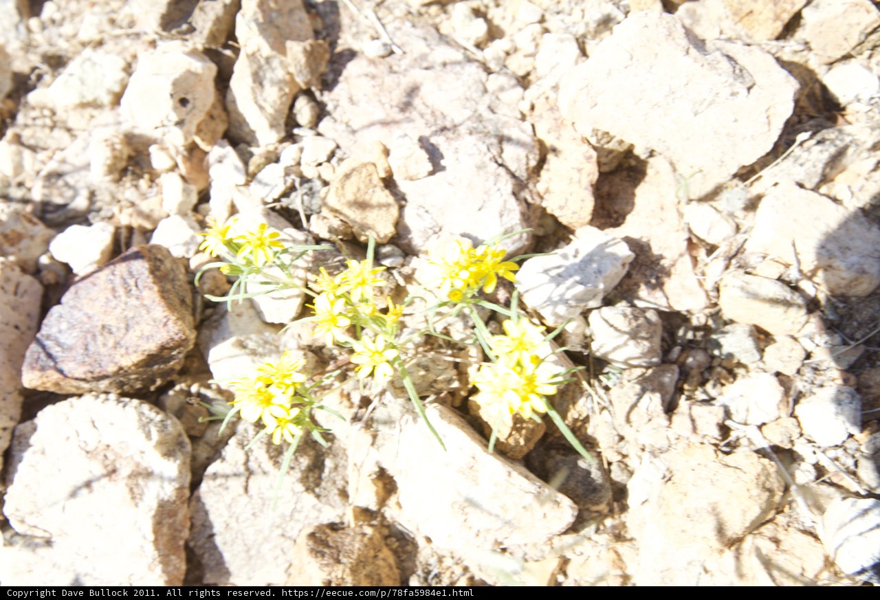 Lone Blossom Among Rocks