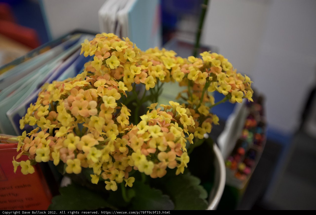 Sunny Blooms in the Brawerman School