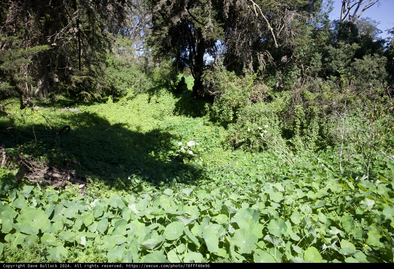 Enchanted Greenery in Golden Gate Park