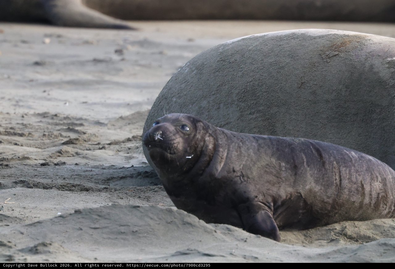 Young Elephant Seal Pup Resting on Sandy Beach