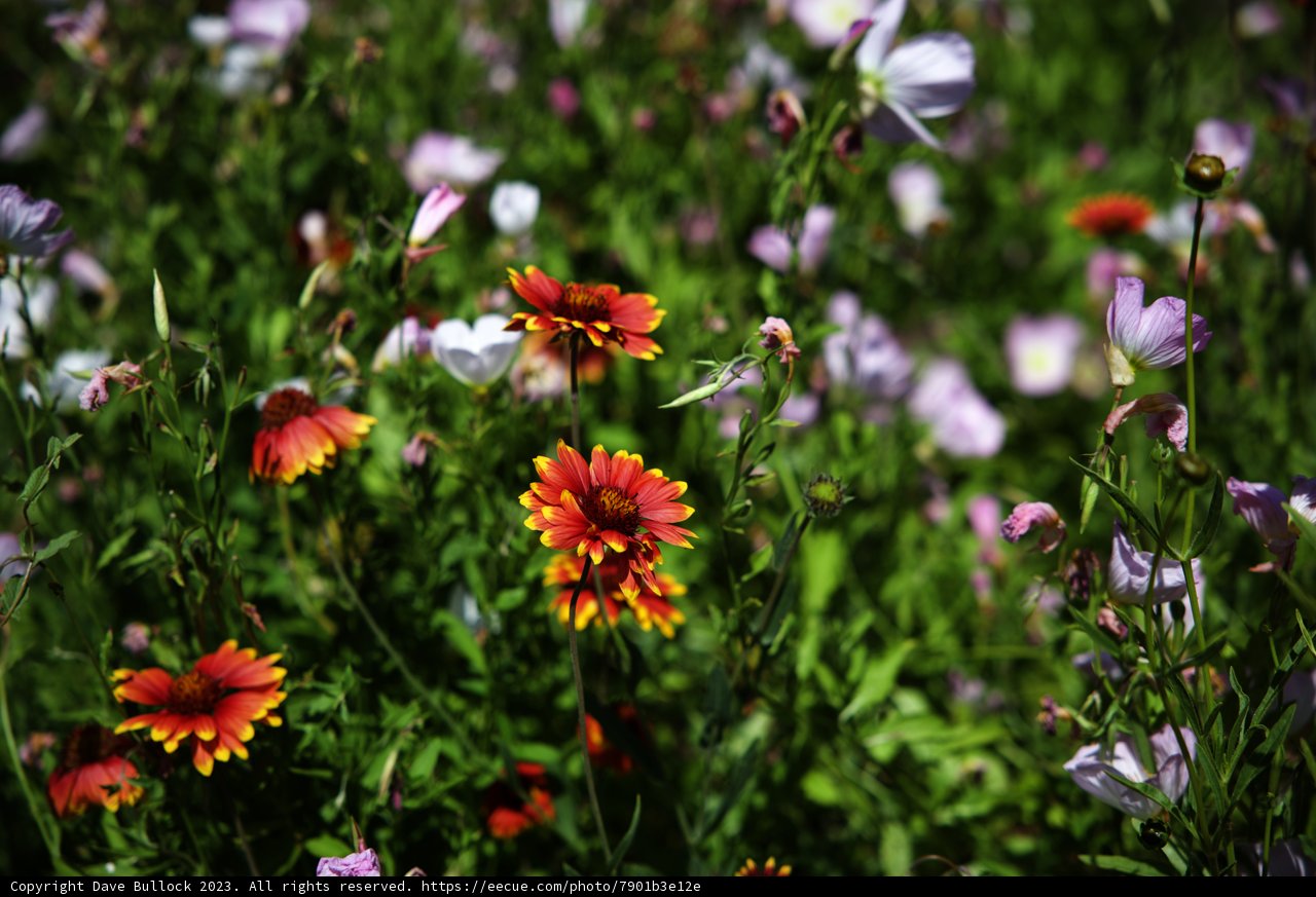 Rainbow Fields of Blossoms