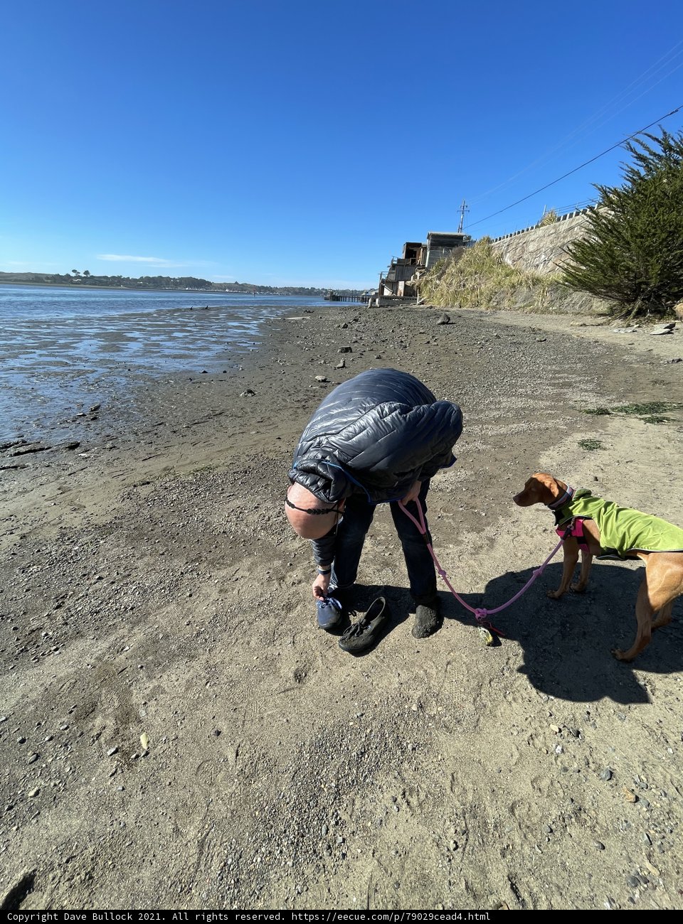 Man and Puppy Take a Stroll on the Beach