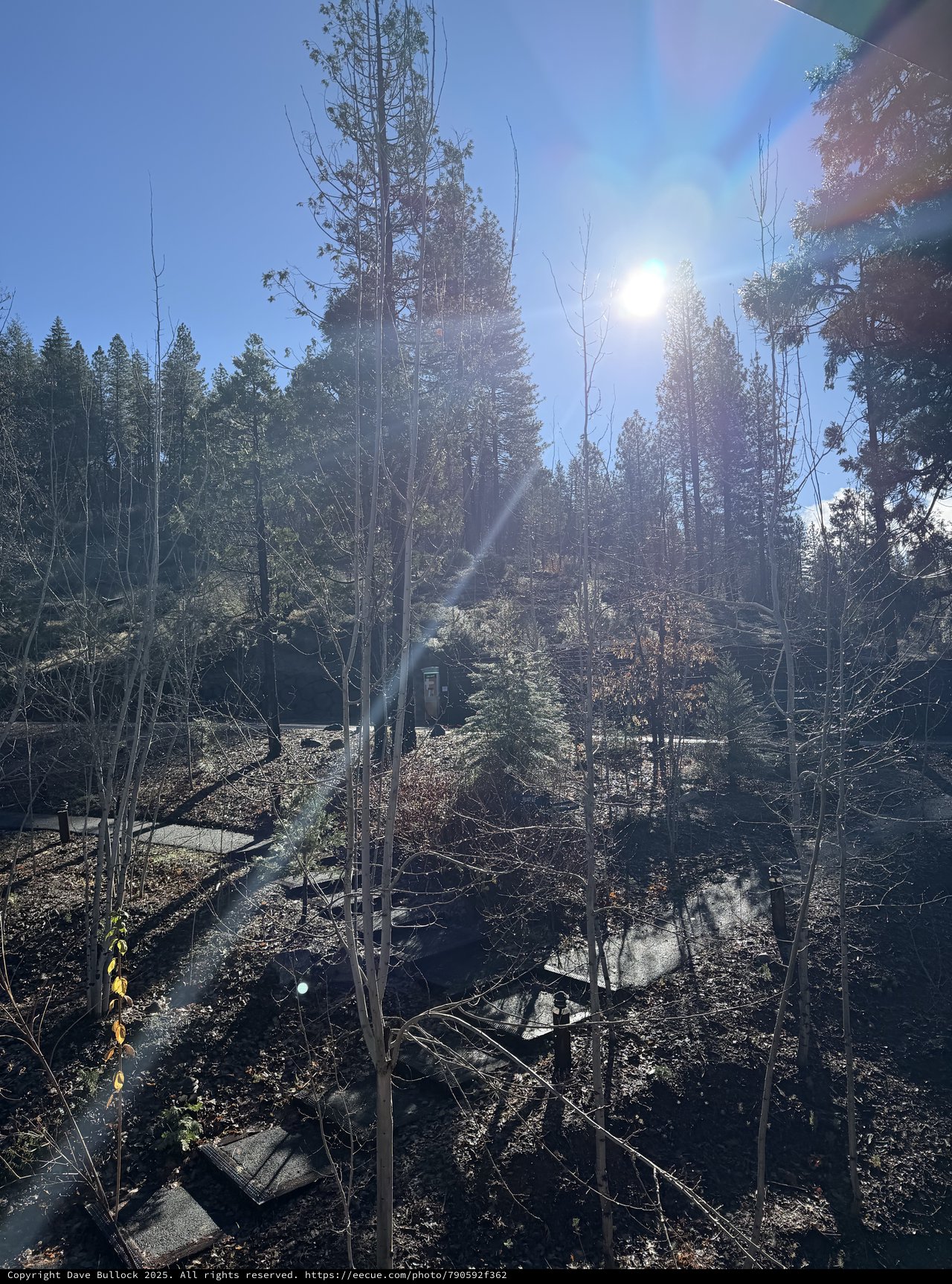 Winter Sun Blazing Through Yosemite's Bare Forest