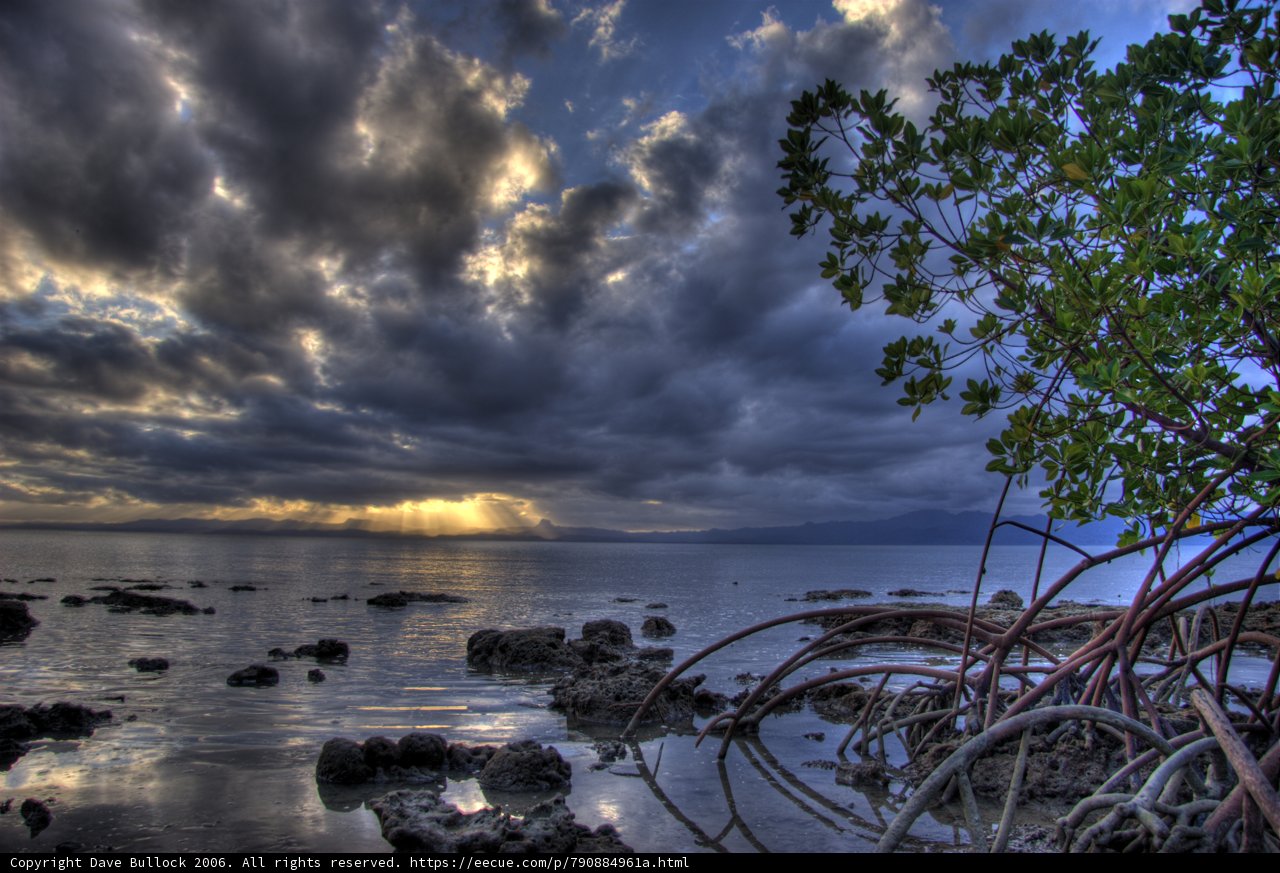 Tree Against the Cloudy Sky